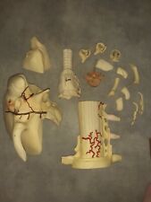 Anatomie medecine plastique d'occasion  Saint-Vallier