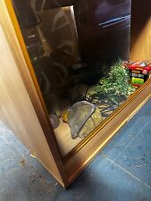 Large vivarium full for sale  CALLINGTON