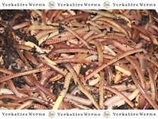 Tiger worms composting for sale  YORK