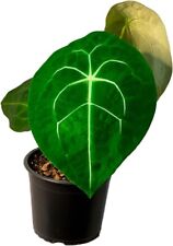 Anthurium forgetii leal for sale  Homestead