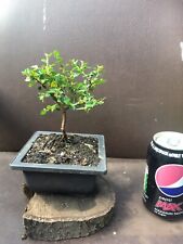 Bonsai Contonyasta Starter Tree Outside Aprox 20cm In Plastic Pot for sale  BIRMINGHAM