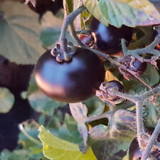 Blaue tomate fürs gebraucht kaufen  Muldestausee