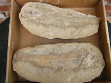 Prehistoric fish fossil for sale  Overland Park