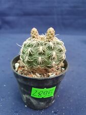 Gymnocalycium parvulum 2895p for sale  Shipping to South Africa