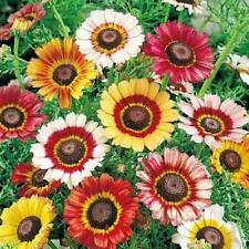 Painted daisy seeds for sale  Tarpon Springs