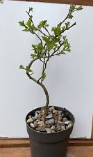 Hawthorn cretaegus monognya for sale  BIRMINGHAM