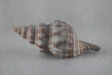 Seashell. Filamentary Pleuroploc. 108 mm. for sale  Shipping to South Africa