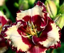 Daylily varieties marilyn for sale  Portland