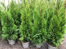 Thuja ccidentalis smaragd gebraucht kaufen  Obersulm