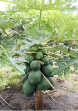 Live papaya plant for sale  Naples