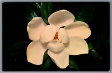 Postcard magnolia grandiflora for sale  Newark