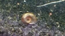 Ramshorn snails for sale  Shipping to Ireland