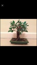 Vintage 1990 bonsai for sale  WIMBORNE