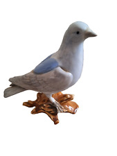 Dove pigeon bird for sale  IPSWICH