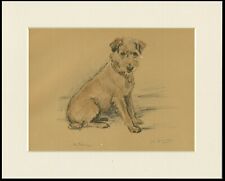 Border terrier lovely for sale  COLEFORD