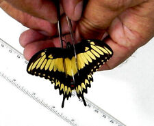 Papilio Pallas Pallas Masculino A1 comprar usado  Enviando para Brazil