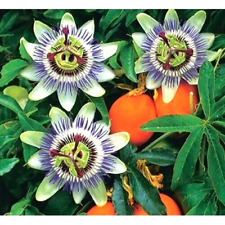 Passion flower passiflora for sale  READING