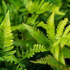 Outdoor fern plant for sale  IPSWICH