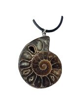 Natural genuine ammonite for sale  PETERBOROUGH