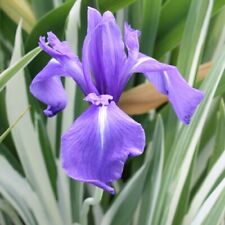 Iris laevigata variegata. for sale  LEYLAND