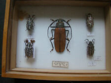Entomologie collection boites d'occasion  La Saulce