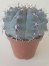 gymnocalycium for sale  Shipping to South Africa