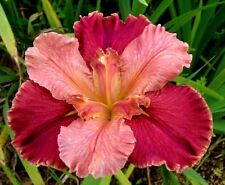 Louisiana iris peaches for sale  Hawthorne