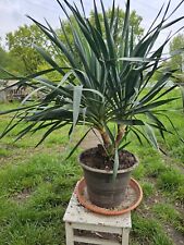 Yucca gloriosa 110cm gebraucht kaufen  Böhl-Iggelheim