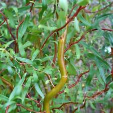 Scarlet curls corkscrew for sale  Pelzer