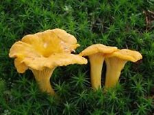 Chanterelle mushroom spores for sale  Bradenton