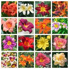 Mixed colors daylily for sale  Massillon