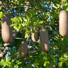 Liver sausage tree for sale  Shipping to Ireland