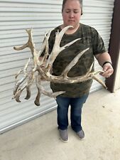 Huge freak whitetail for sale  Leander