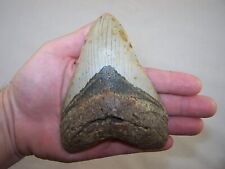 5.22 megalodon fossil for sale  Newark