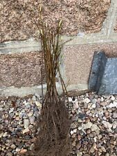 Sycamore acer saplings for sale  FRASERBURGH