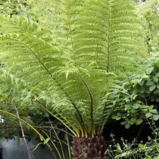 Tree fern plant for sale  GLASGOW