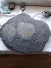Ammoniten platte holzmaden gebraucht kaufen  Kalletal