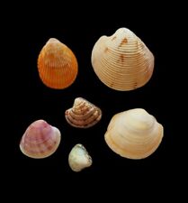 Shells conchiglie set usato  Roma