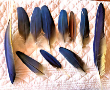 11 feathers true color 13/32cm fashion creation, scrapbooking, jewelry, fish, create for sale  Shipping to South Africa