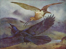 Curlew chasing raven for sale  DEREHAM