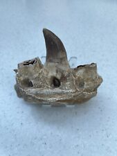 Mosasaur jaw with teeth fossil for sale  Shipping to South Africa