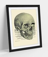 Human skull labelled for sale  LONDONDERRY