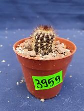 Uebelmannia pseudopectinifera RNK39 Trita reis 3959p, used for sale  Shipping to South Africa