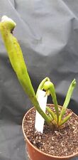 Darlingtonia californica carni for sale  SHIFNAL