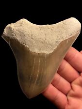 Genuine 10cm megalodon for sale  BROADSTAIRS