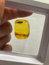 amber insect fossil for sale  COVENTRY