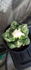 Ariocarpus godzilla japanese for sale  BARNSLEY