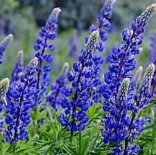 Blaue süßlupine samen gebraucht kaufen  Speckhorn