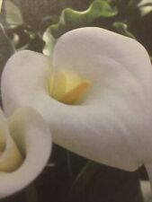 Arum lily zantedeschia for sale  GLOUCESTER