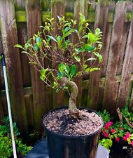 Tigerwood ficus bonsai for sale  Bonita Springs